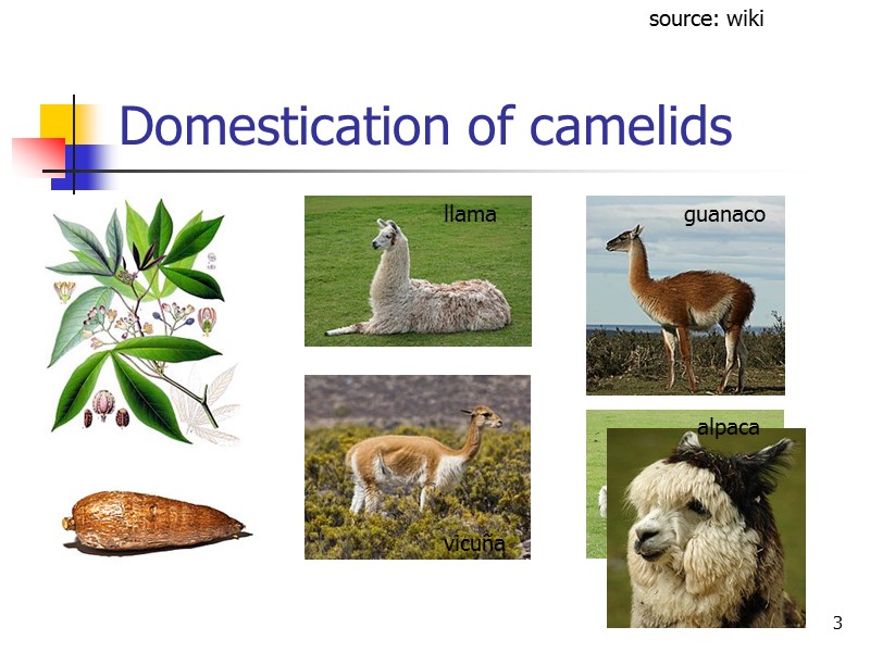 3 Domestication of camelids alpaca llama vicuña guanaco source: wiki